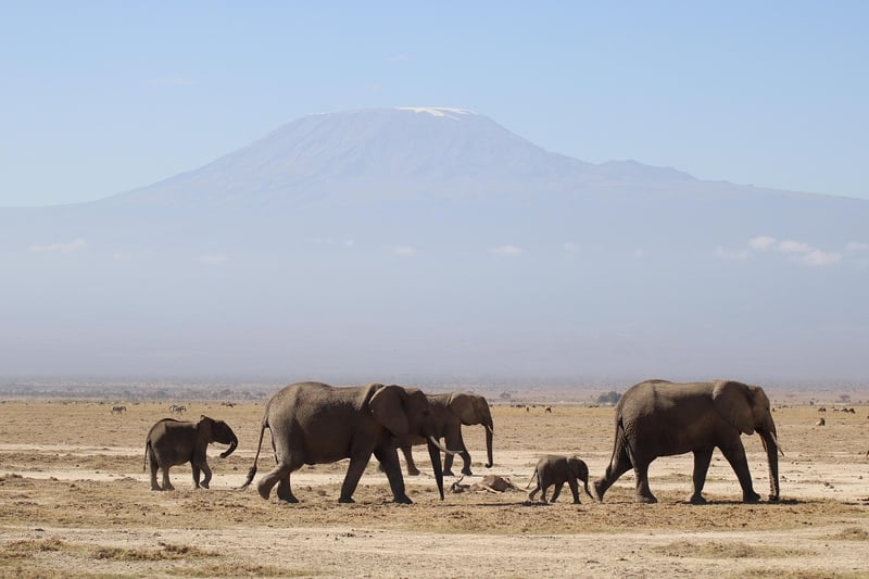 Elephants in Safari